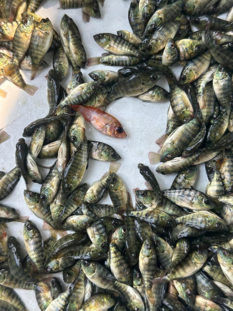 Monosex Tilapia Fish Seed