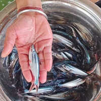 Pangasius Fish Seed