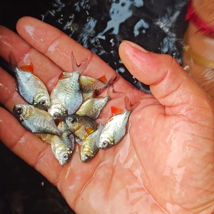 Rupchand Fish Seed By Boro Maa Fish House