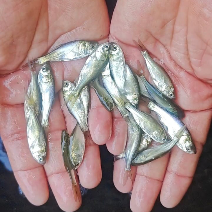 Silver Carp Fish Seed