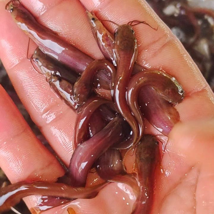 Singhi Fish Seed