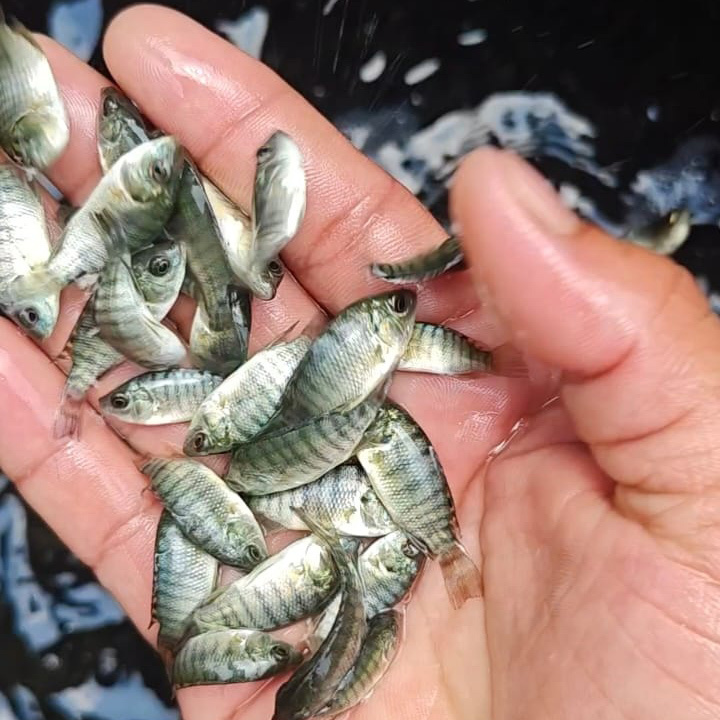 Talapia Fish Seed