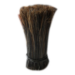 Indian Grey Bristle