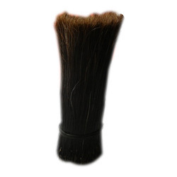 Indian Black Bristle