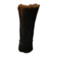 Indian Black Bristle