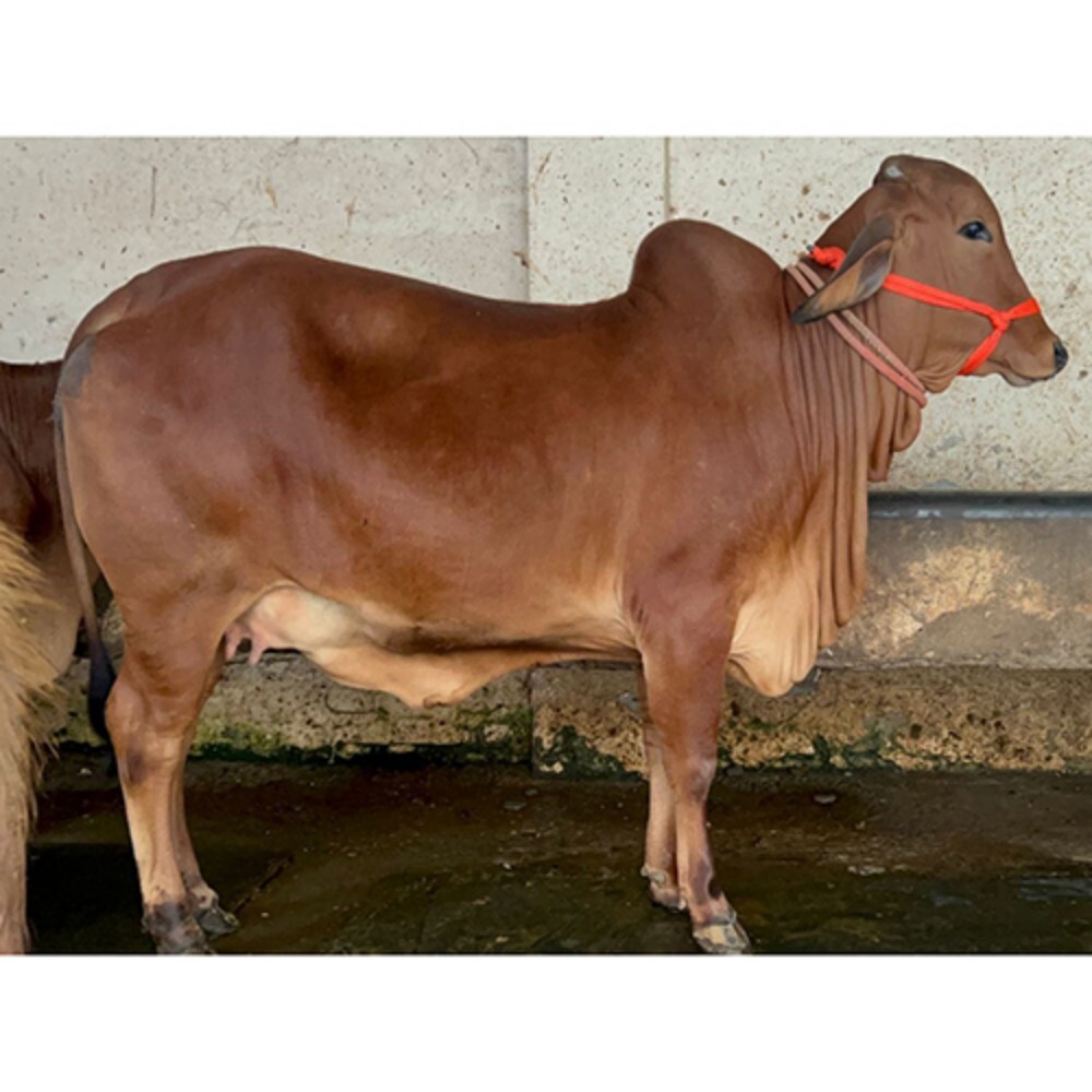डेयरी फार्म साहीवाल गाय