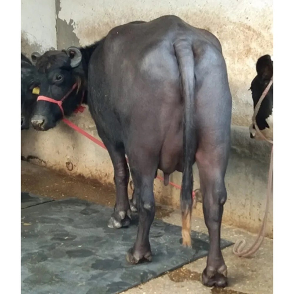 Black Murrah Buffalo - Adult Female, Striking Black Coat | High Milk Yield, Superior Milk Quality For Dairy Use
