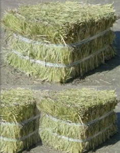 पशु चारा