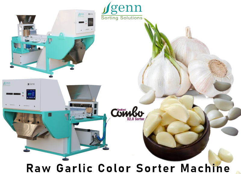 Raw Garlic Belt Color Sorter