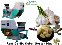 Raw Garlic Belt Sorting Machine - Accuracy: 99.9  %
