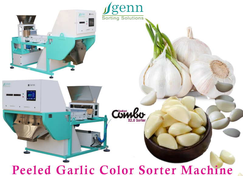 Peeled Garlic Color Sorter - Accuracy: 99.9 %