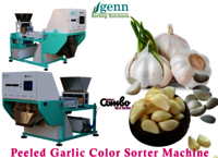Peeled Garlic Color Sorter - Accuracy: 99.9  %