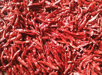 Dryred Chilli