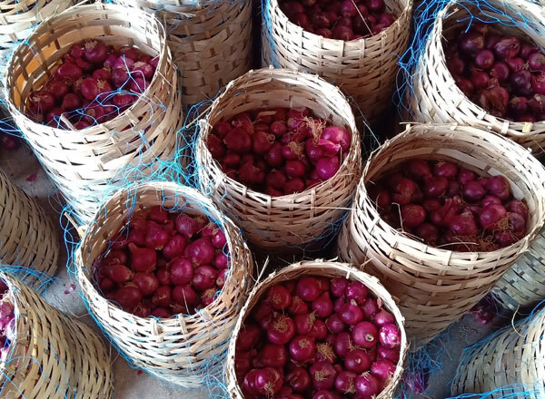 Rose Onion