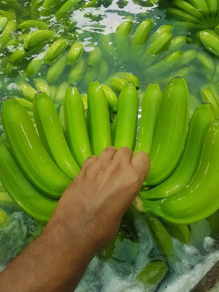 Raw Banana