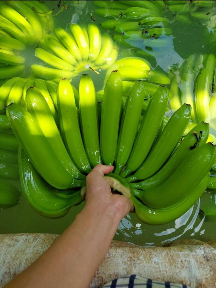 Raw Banana