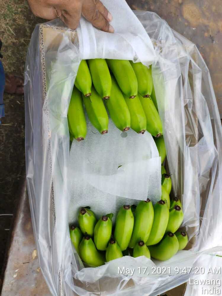 Raw Banana