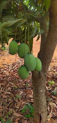Raw Mango