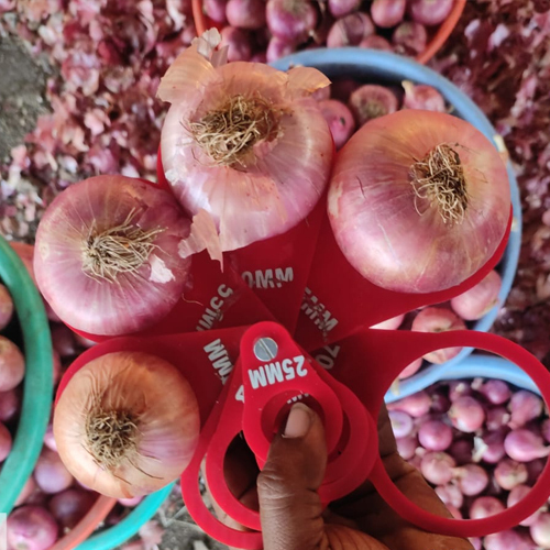 Guarva Onion - Cultivation Type: Common