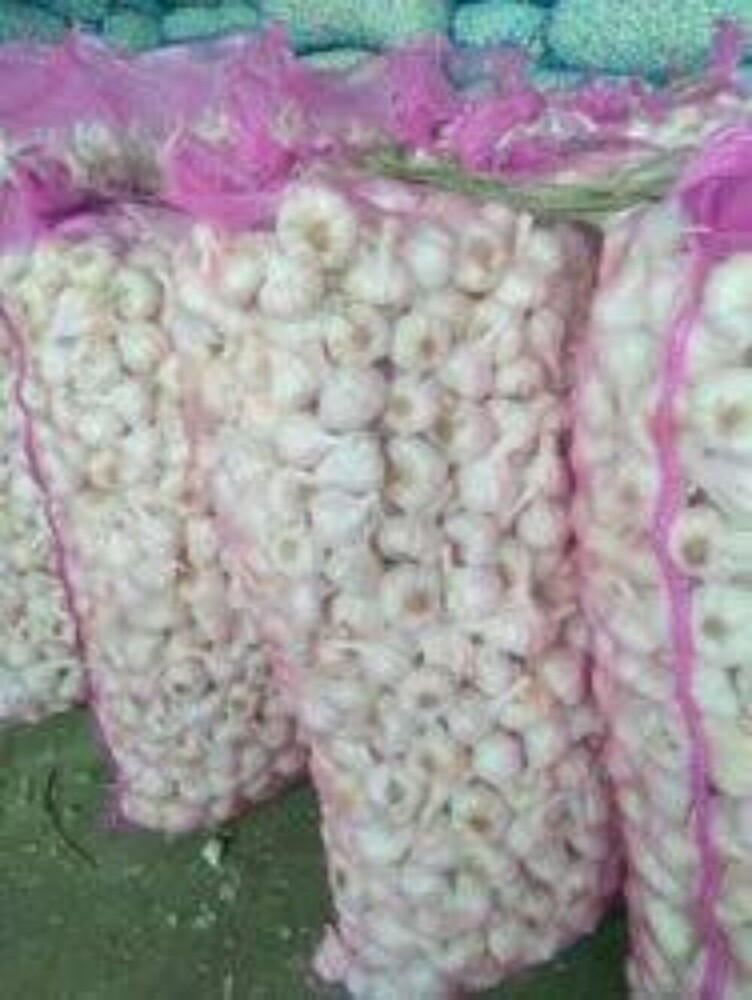 Fresh Organic Garlic - Cultivation Type: Common