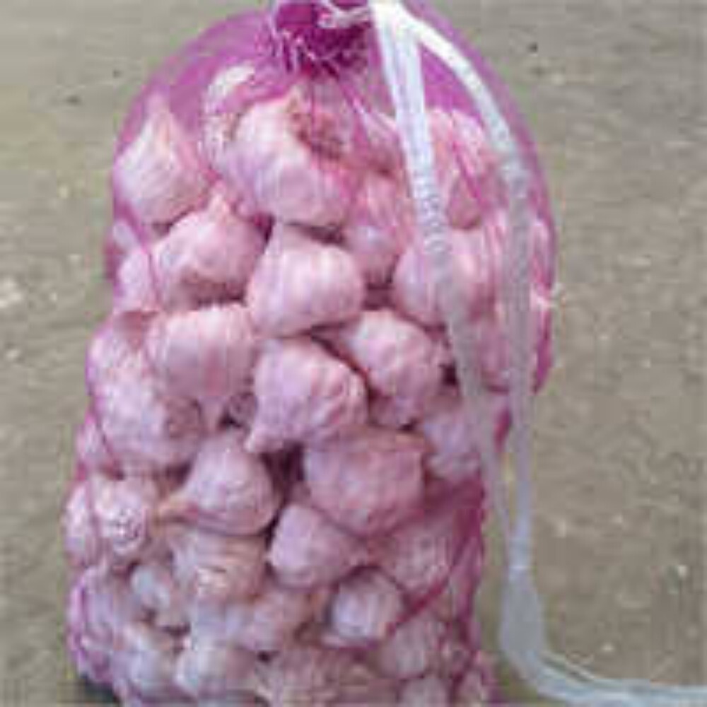 Fresh Organic Garlic - Cultivation Type: Common