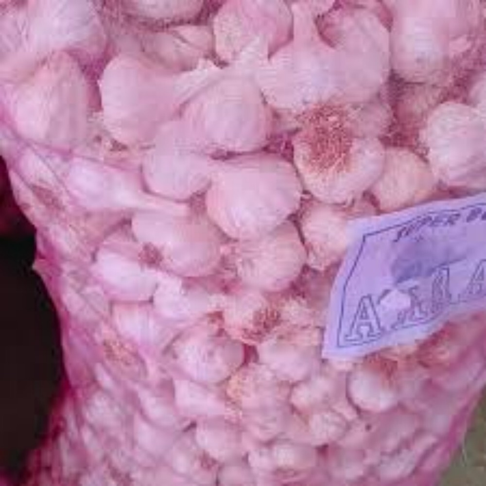 Fresh Organic Garlic - Cultivation Type: Common