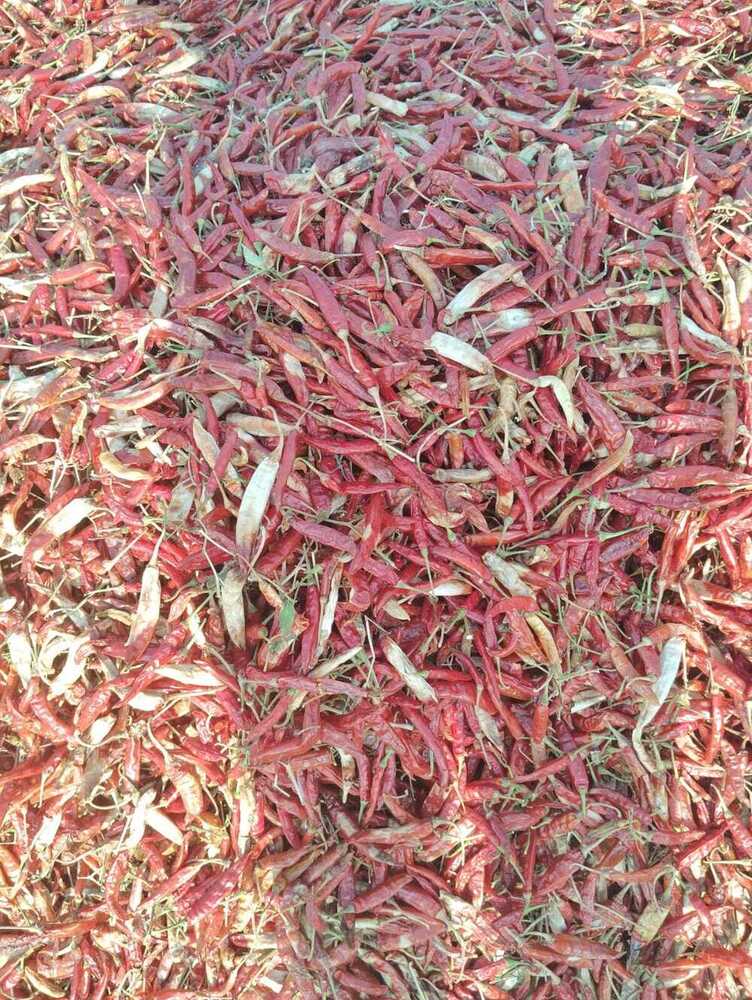 Armoor Fatki Red Chilli