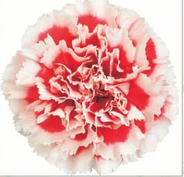 गहरे लाल रंग