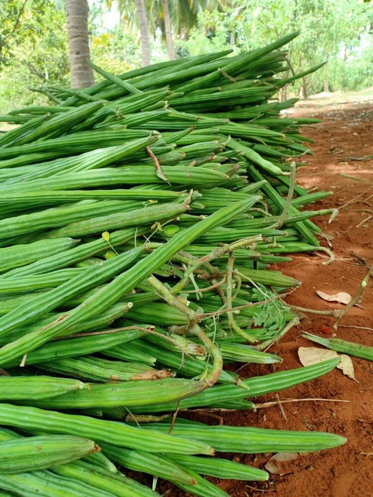 Fresh Drumstics Vegetables