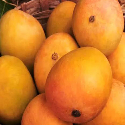 Alphonso Mangoes