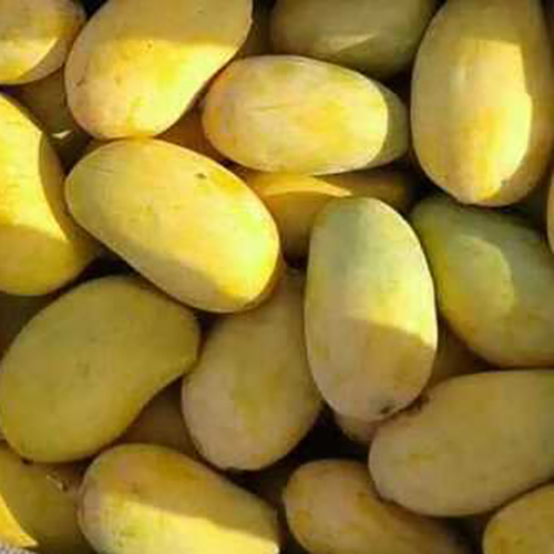 Kesari Mango