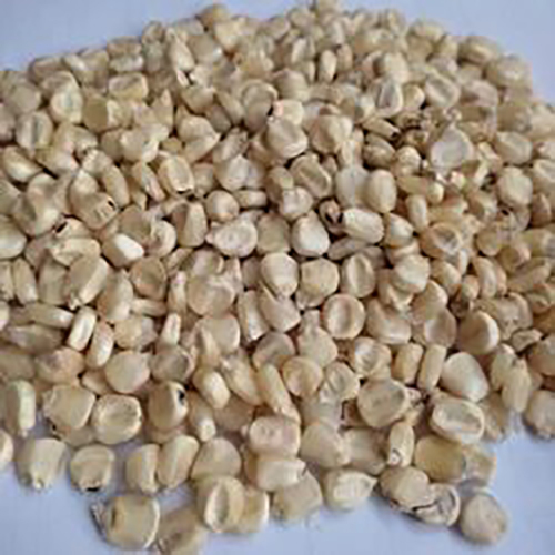 White Maize Corn