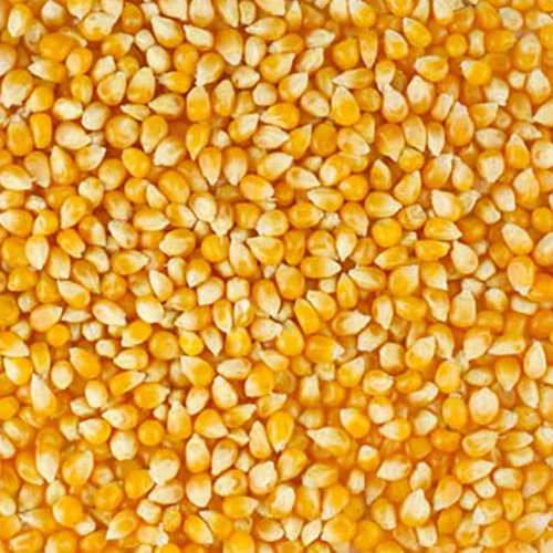 Yellow Maize Corn
