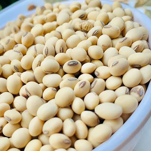 Organic Soybean