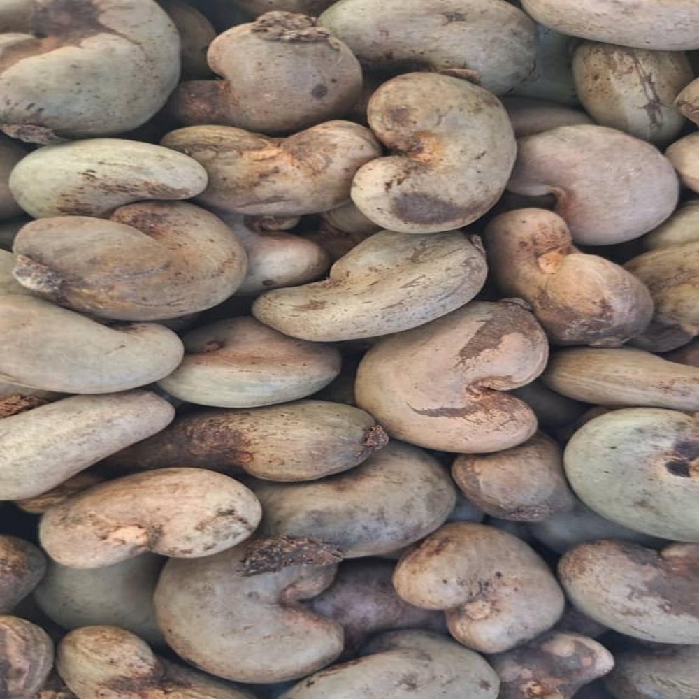 Raw Cashew Nuts - Grade: Aa+