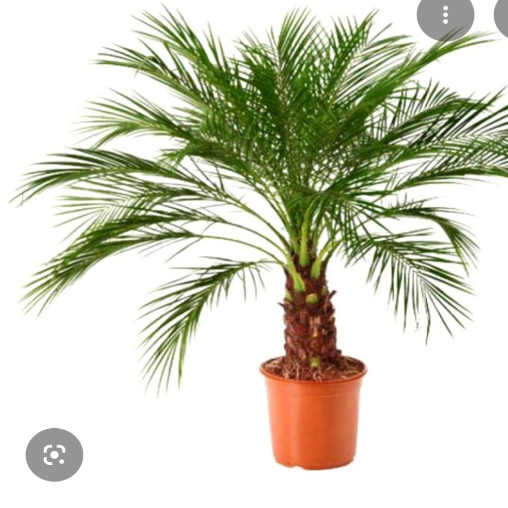 Date Palm Decorative Plant