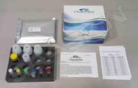 Calbiotech Testosterone Total ELISA