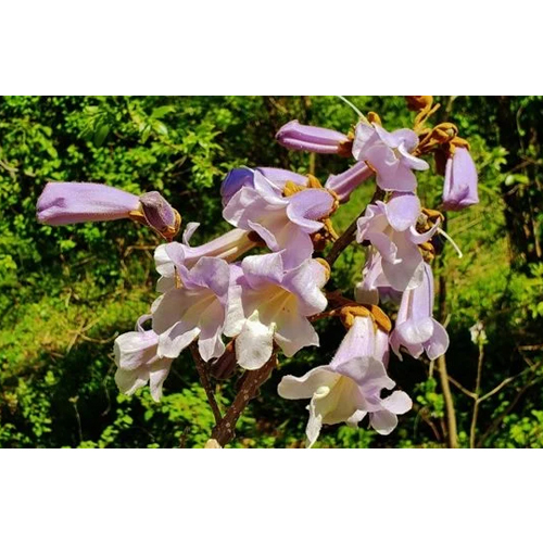 Kiri Paulownia Trees