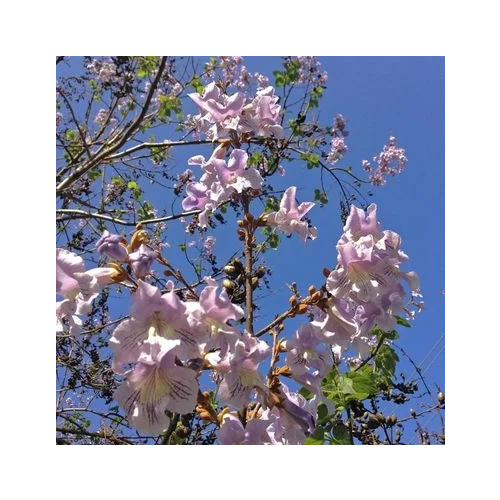 Kiri Paulownia Trees