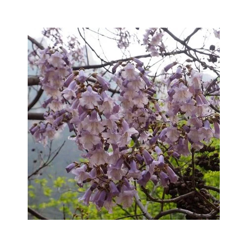 Argan Paulownia Tree