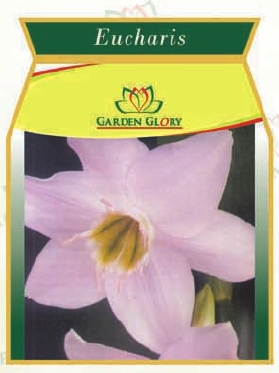 युचेरिस पुष्प बल्ब