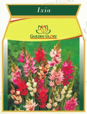 इक्सिया फूल बल्ब