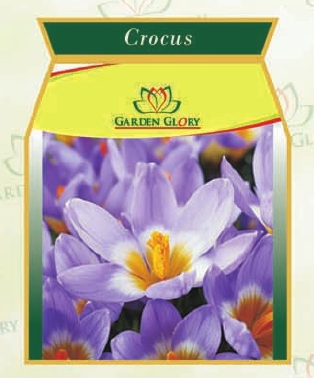 क्रोकस फ्लॉवर बल्ब