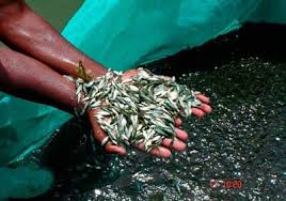 fish seed