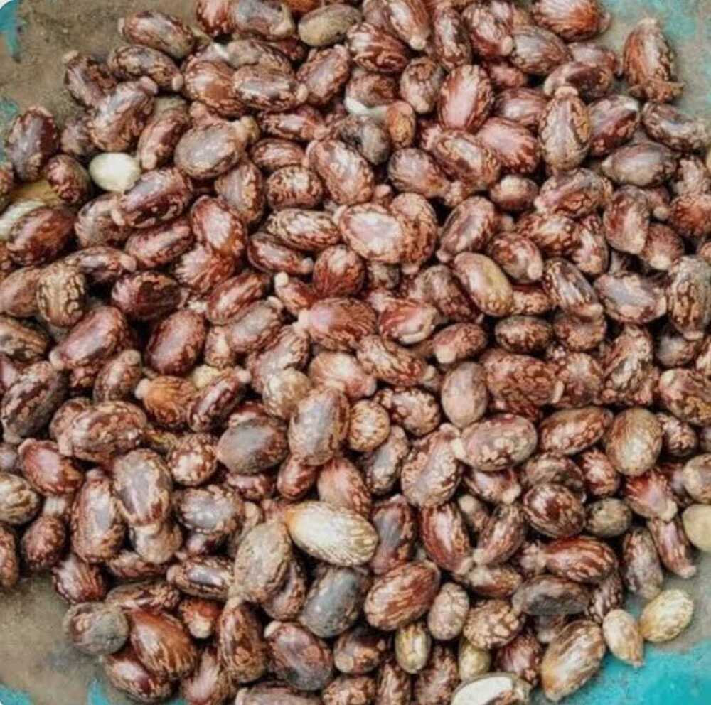 Castor Oil Seeds - Color: Brown