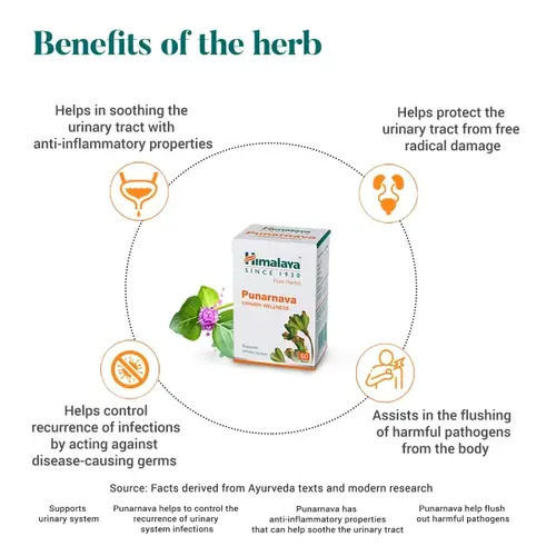 Ayurvedic Kidney Medicine