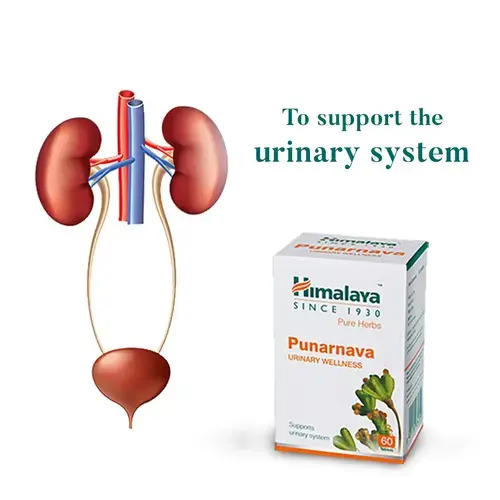 Ayurvedic Kidney Medicine