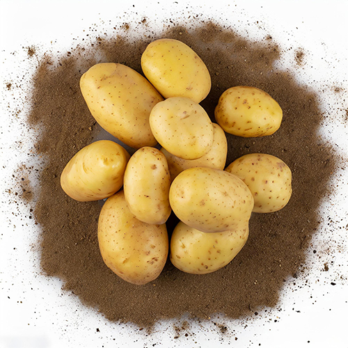 Frozrn Potato