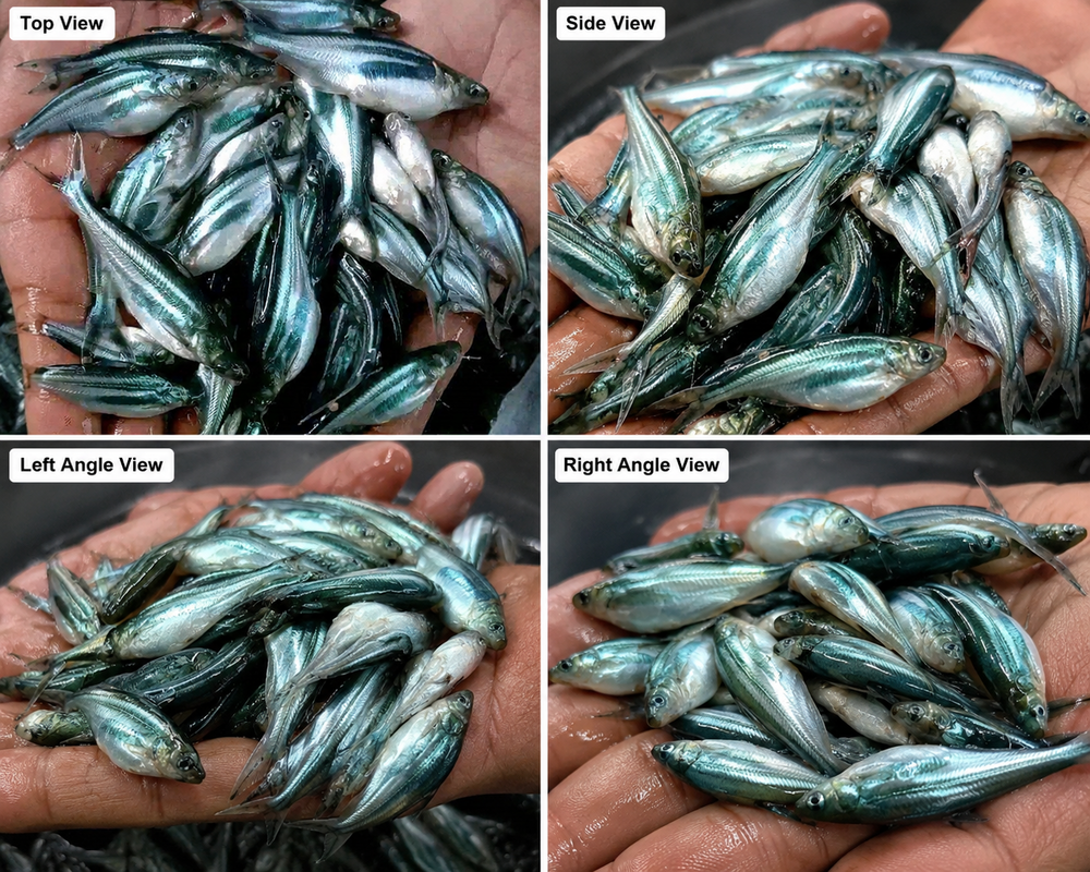 Pangas Fish Seed - Additives: None