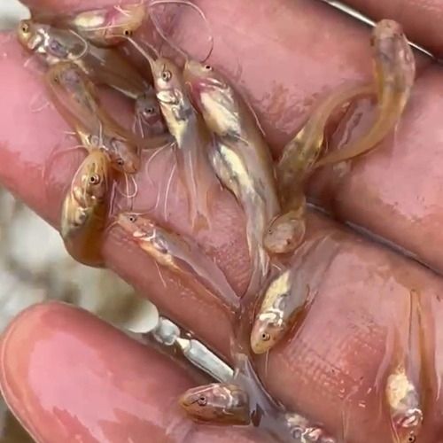 Gulsa Tangra Fish Seed - Additives: None